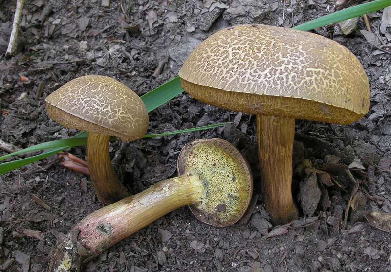 Xerocomellus porosporus